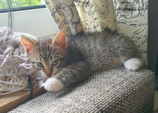 Katzenbaby kitten katze kater