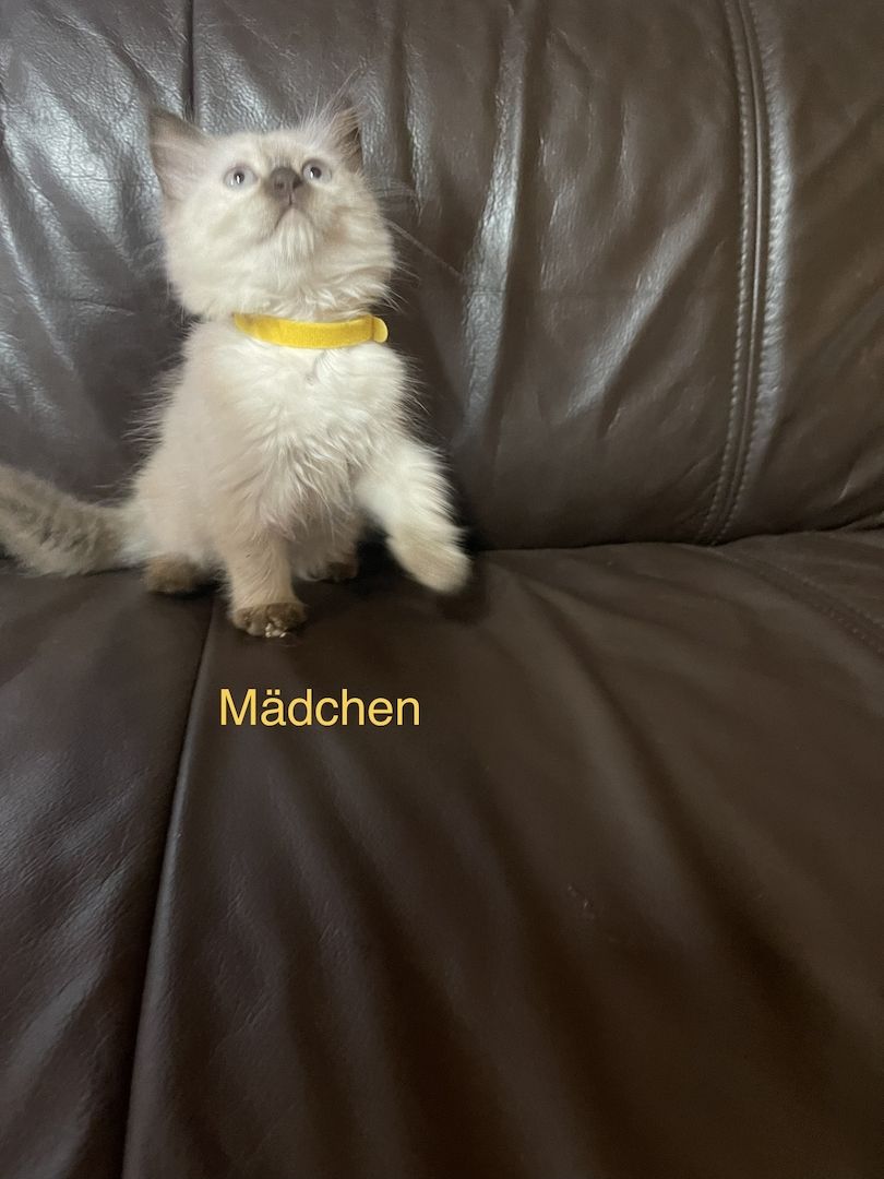 Katzenbabys Angora/Siam