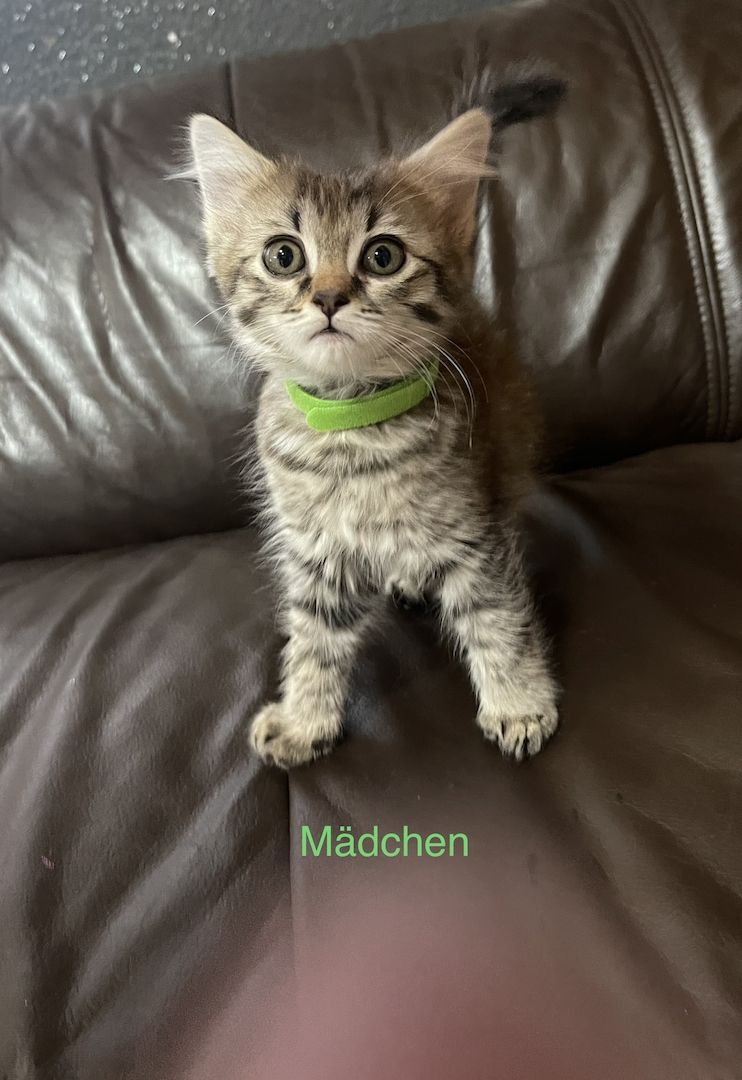 Katzenbabys Angora/Siam