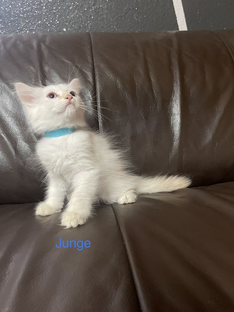 Katzenbabys Angora/Siam