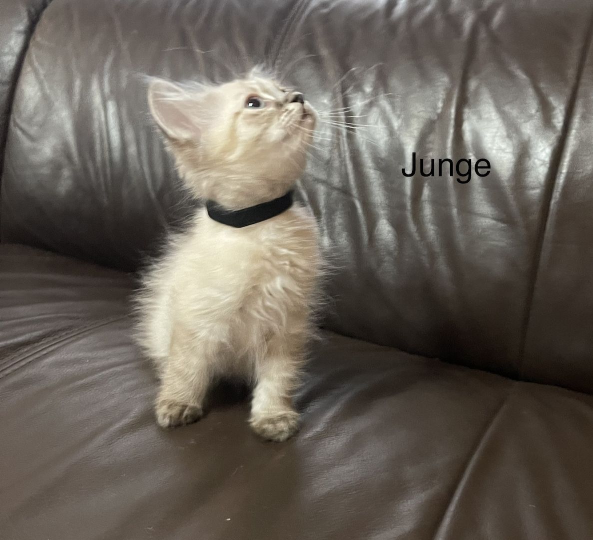 Katzenbabys Angora/Siam