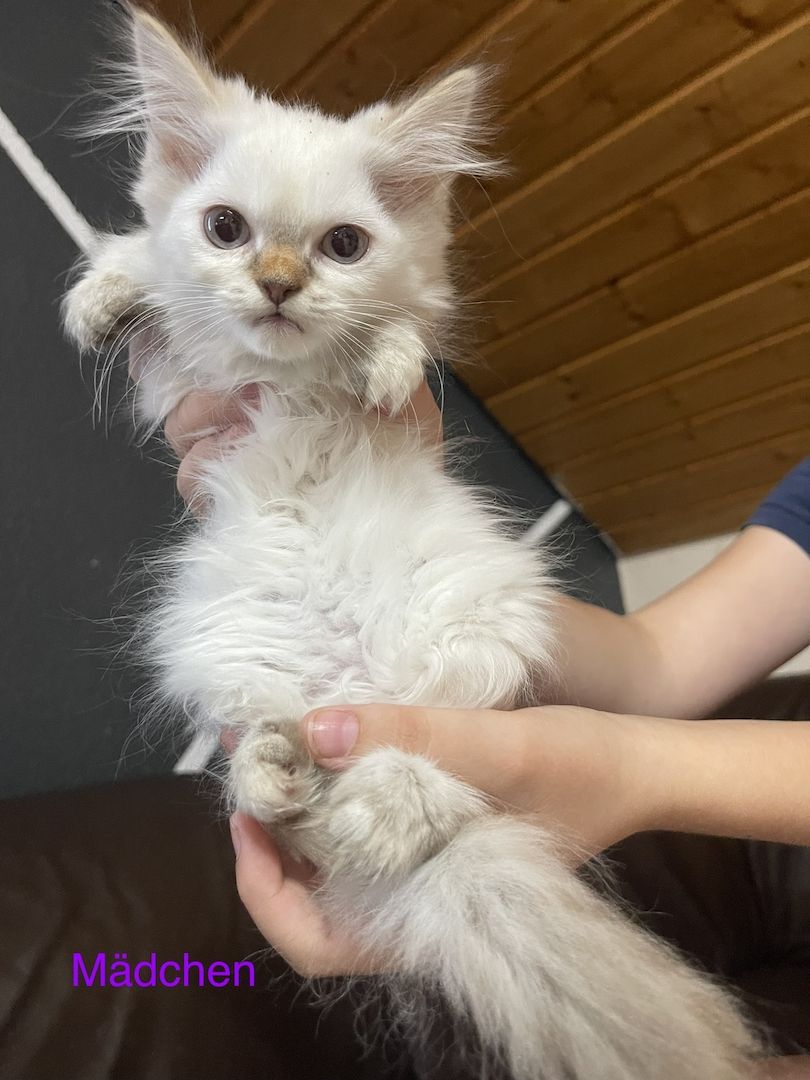 Katzenbabys Angora/Siam