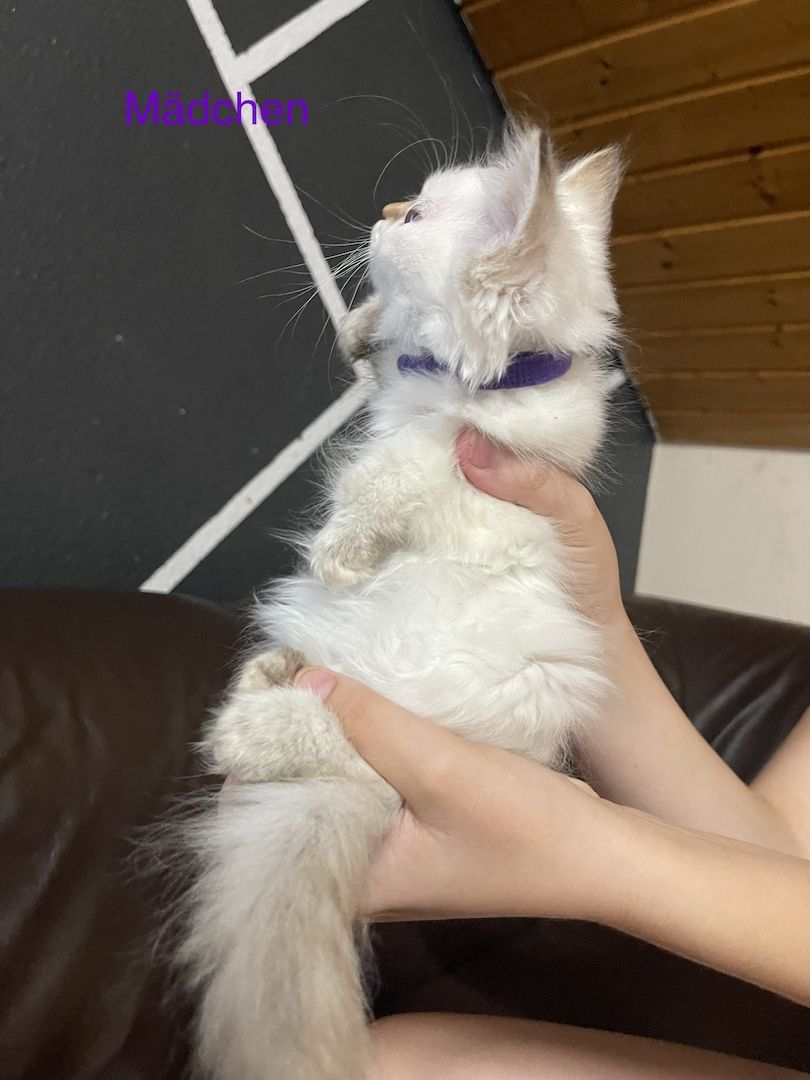 Katzenbabys Angora/Siam