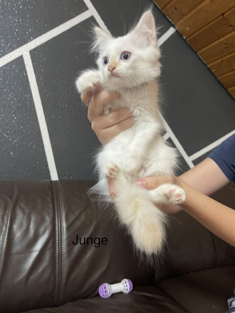 Katzenbabys Angora/Siam