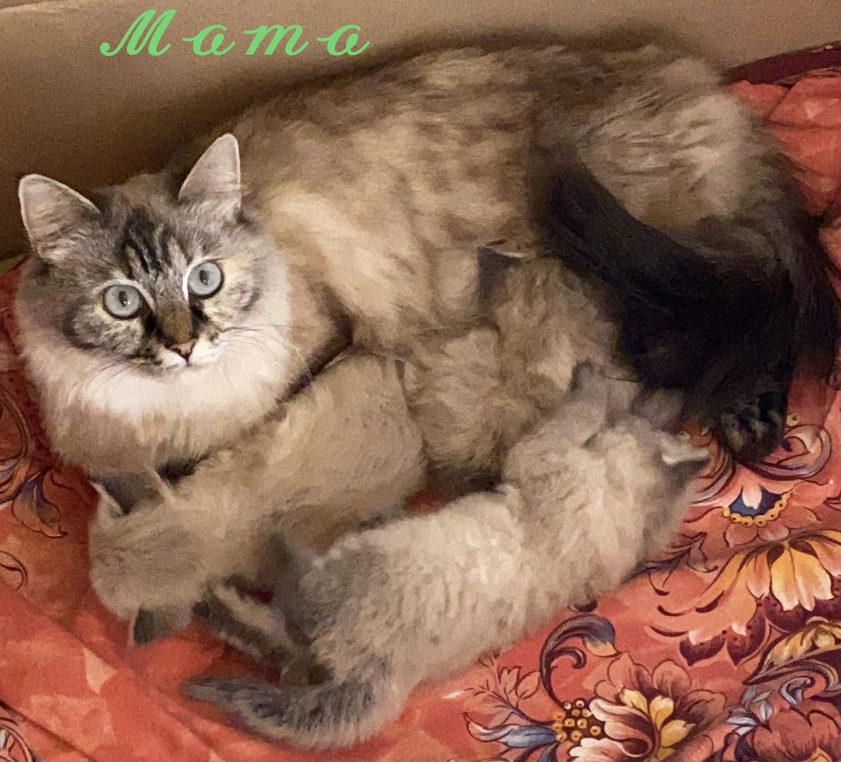 Katzenbabys Angora/Siam