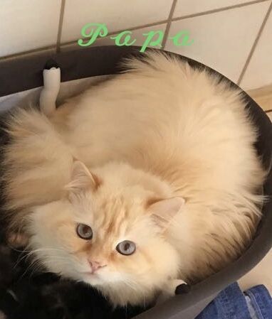 Katzenbabys Angora/Siam