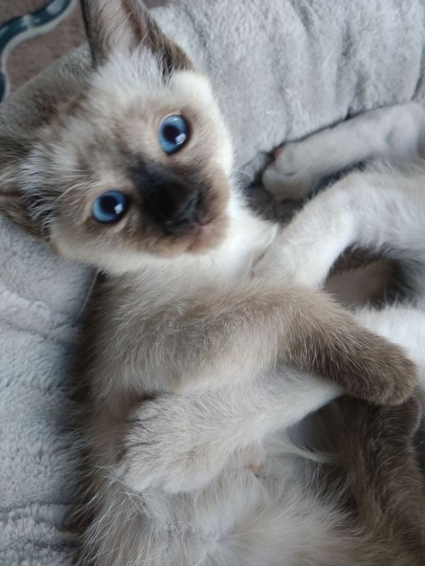 Siam Thai Kitten mit Stammbaum Mi