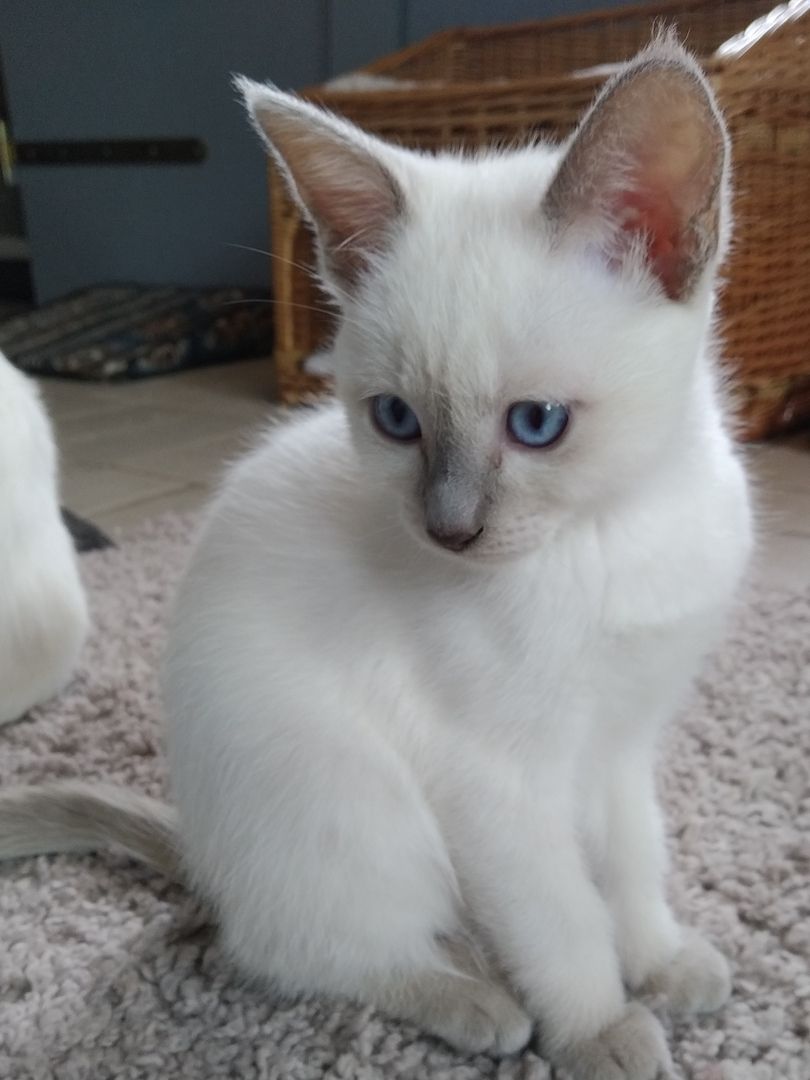 Siam Thai Kitten mit Stammbaum Mi