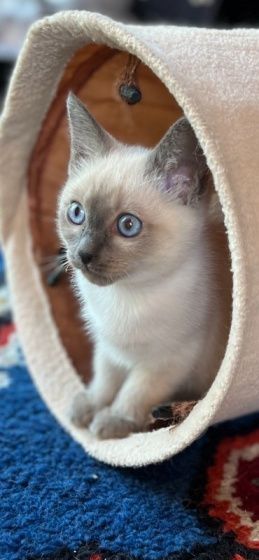 Siam Thai Kitten mit Stammbaum Mi