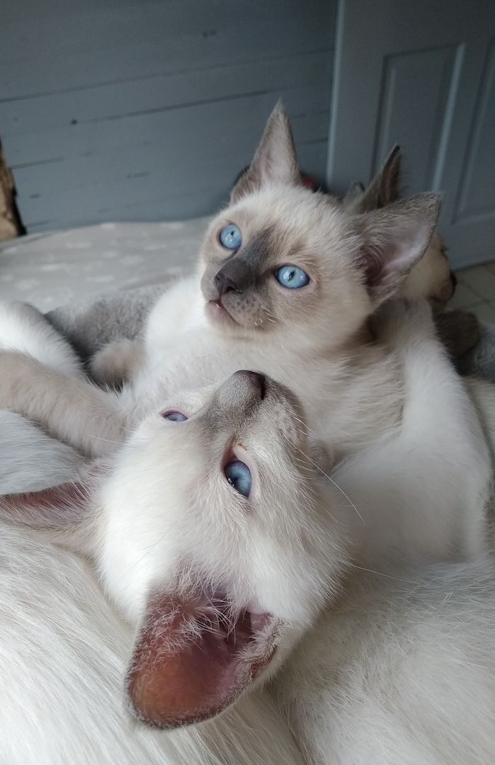 Siam Thai Kitten mit Stammbaum Mi