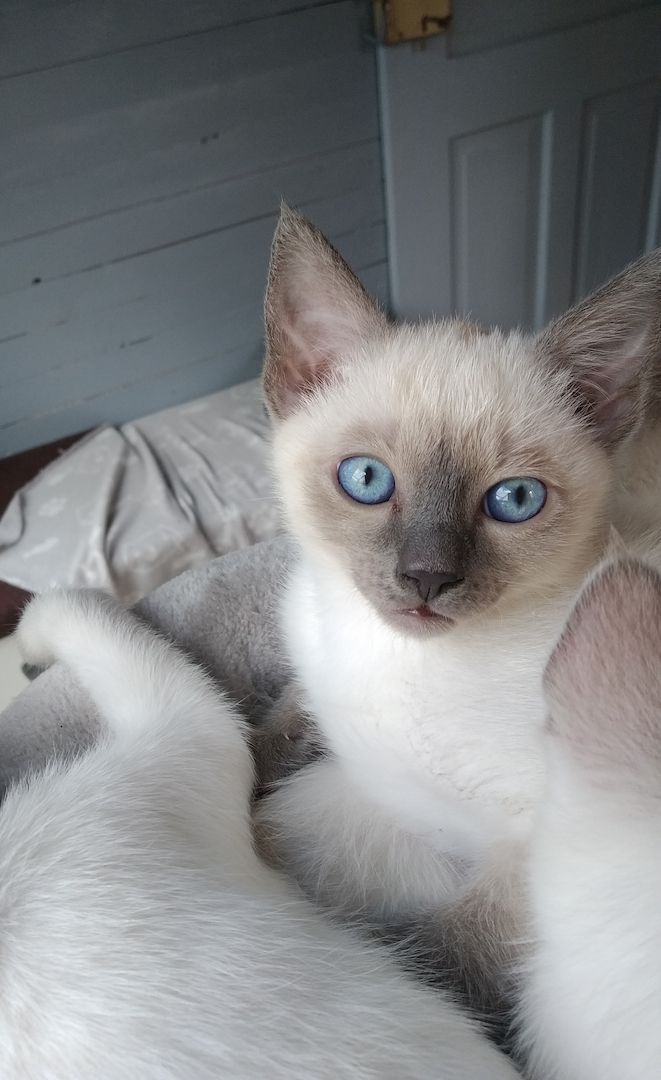 Siam Thai Kitten mit Stammbaum Mi