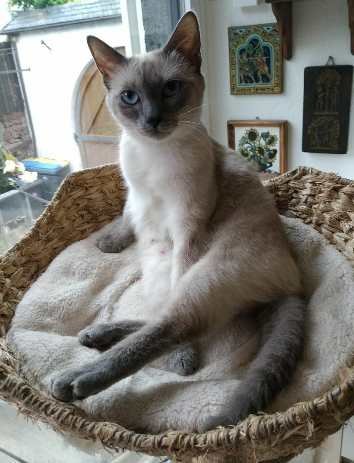 Siam Thai Kitten mit Stammbaum Mi