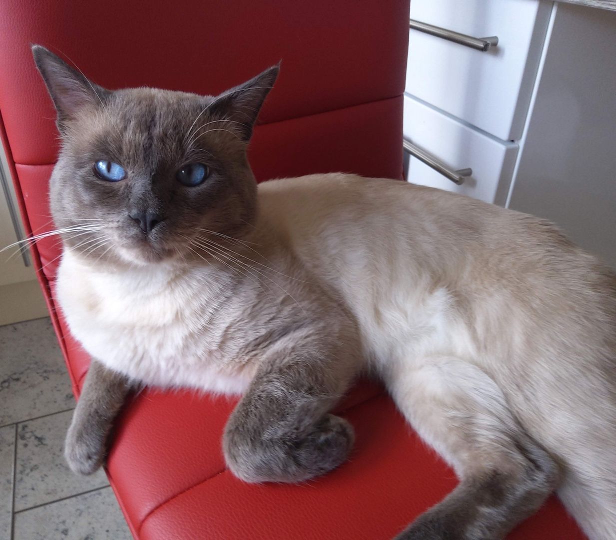 Siam Thai Kitten mit Stammbaum Mi