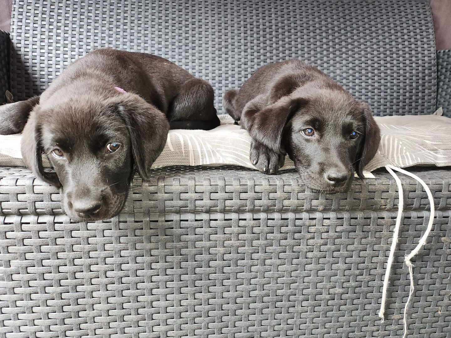 1 Rüde und 1 Weibchen suchen noch ein liebevolles zuhause