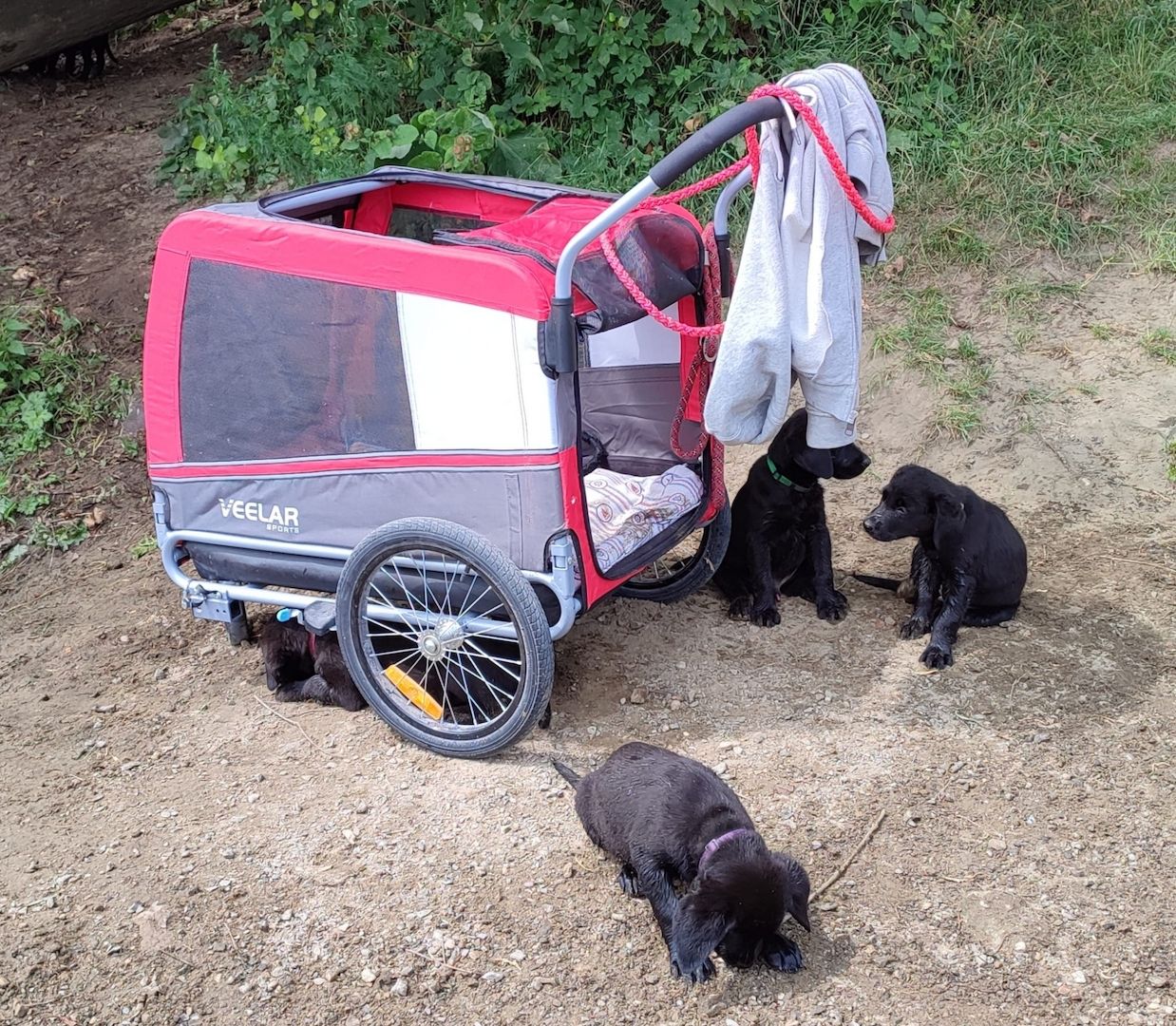 1 Rüde und 1 Weibchen suchen noch ein liebevolles zuhause