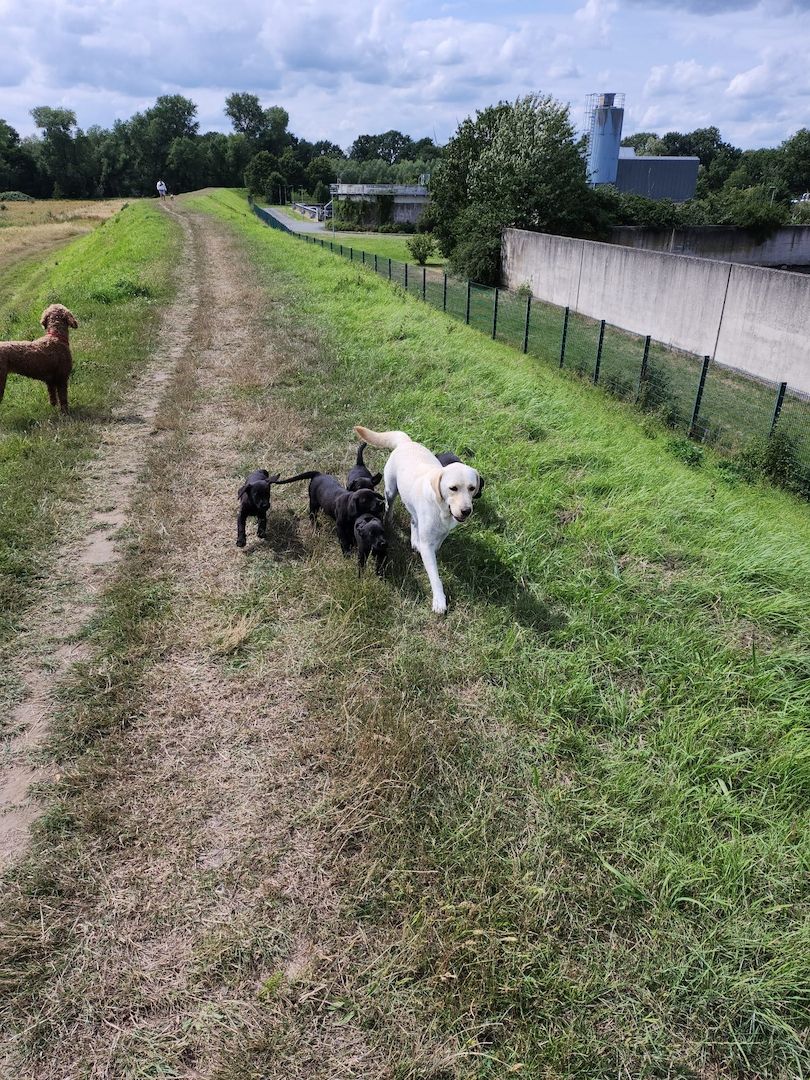 1 Rüde und 1 Weibchen suchen noch ein liebevolles zuhause