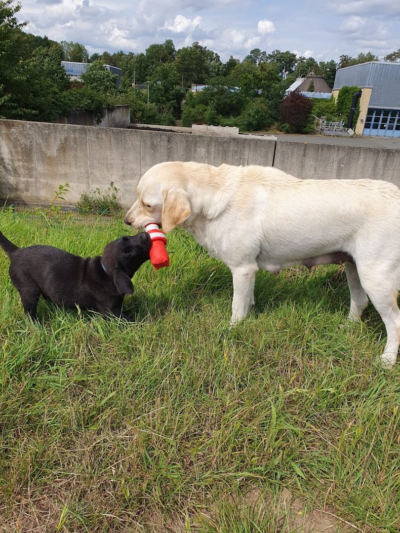 1 Rüde und 1 Weibchen suchen noch ein liebevolles zuhause