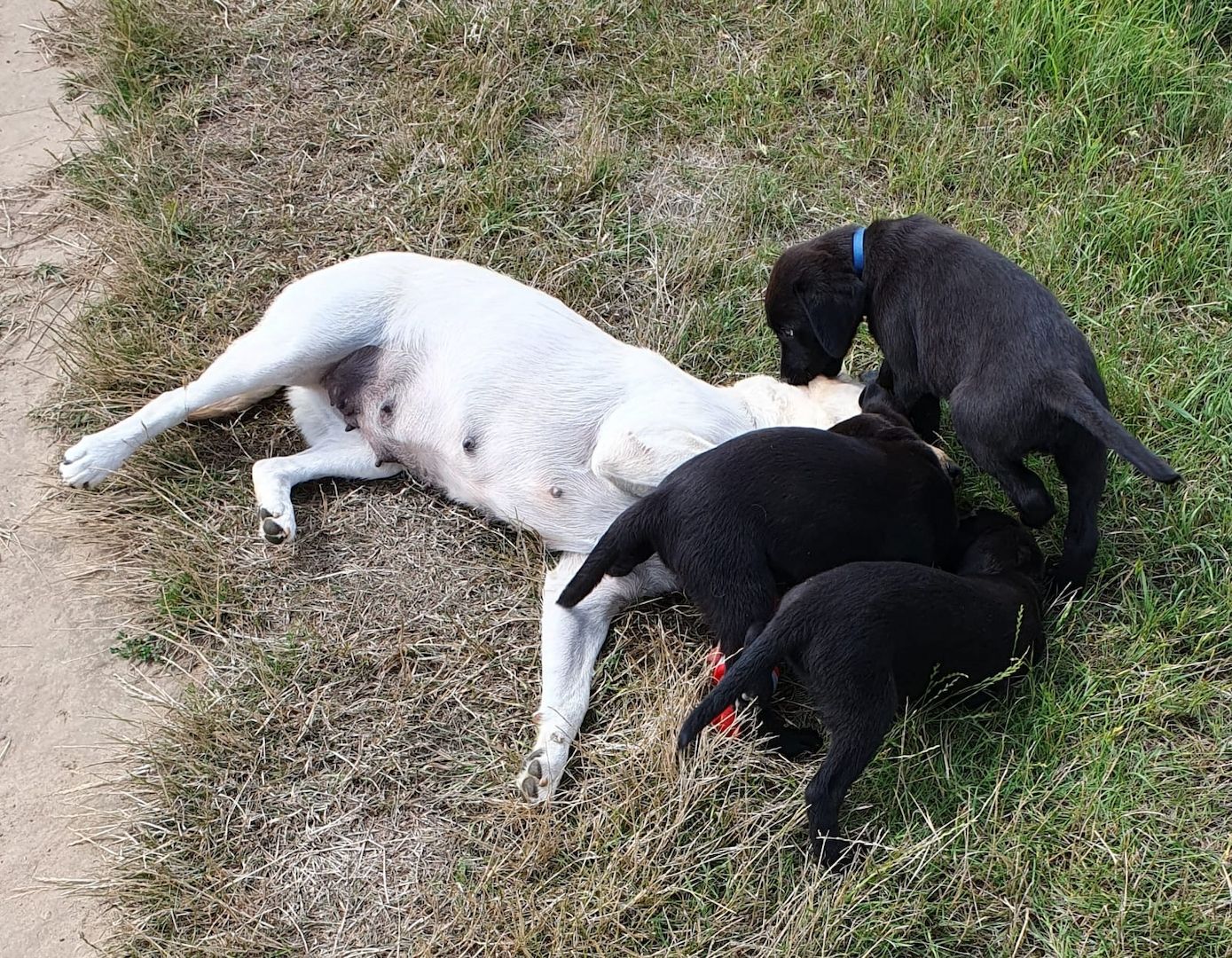 1 Rüde und 1 Weibchen suchen noch ein liebevolles zuhause