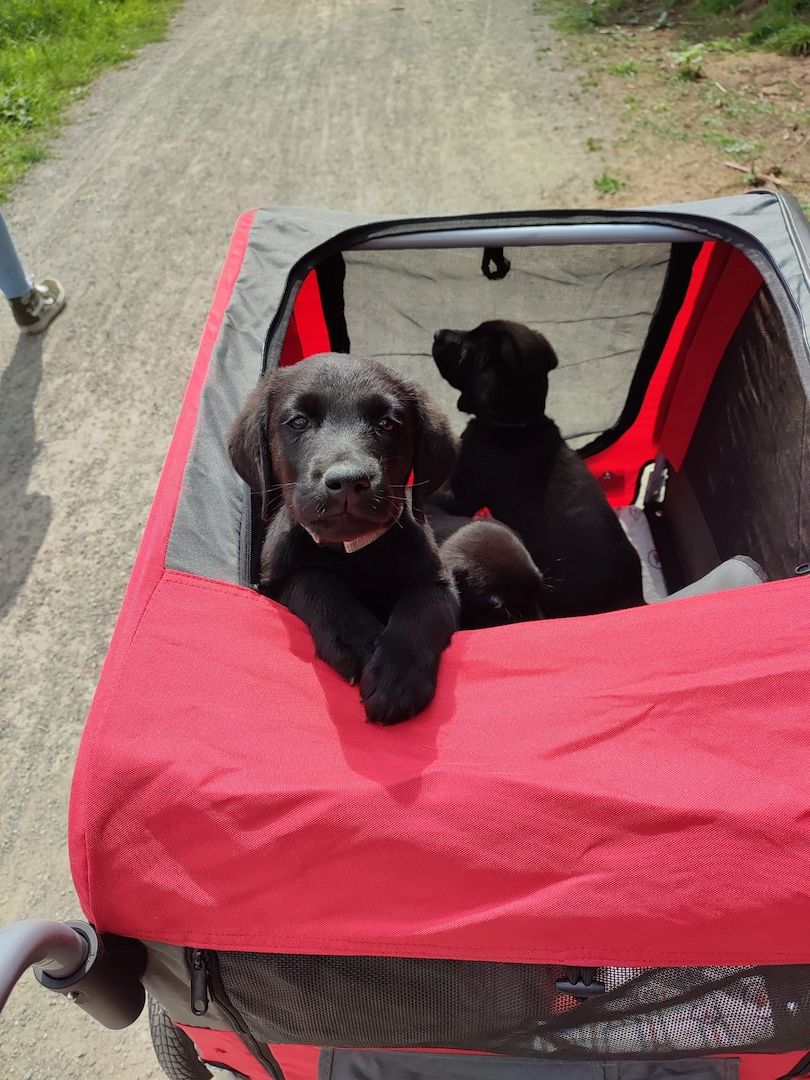 1 Rüde und 1 Weibchen suchen noch ein liebevolles zuhause