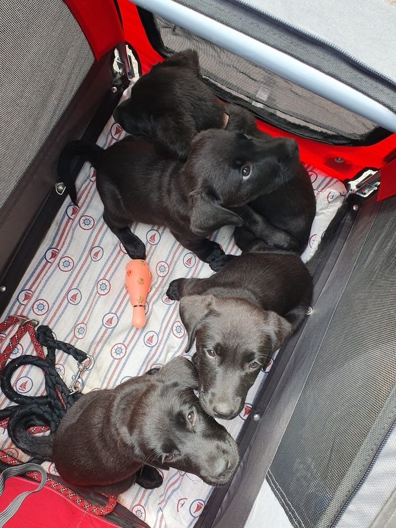 1 Rüde und 1 Weibchen suchen noch ein liebevolles zuhause