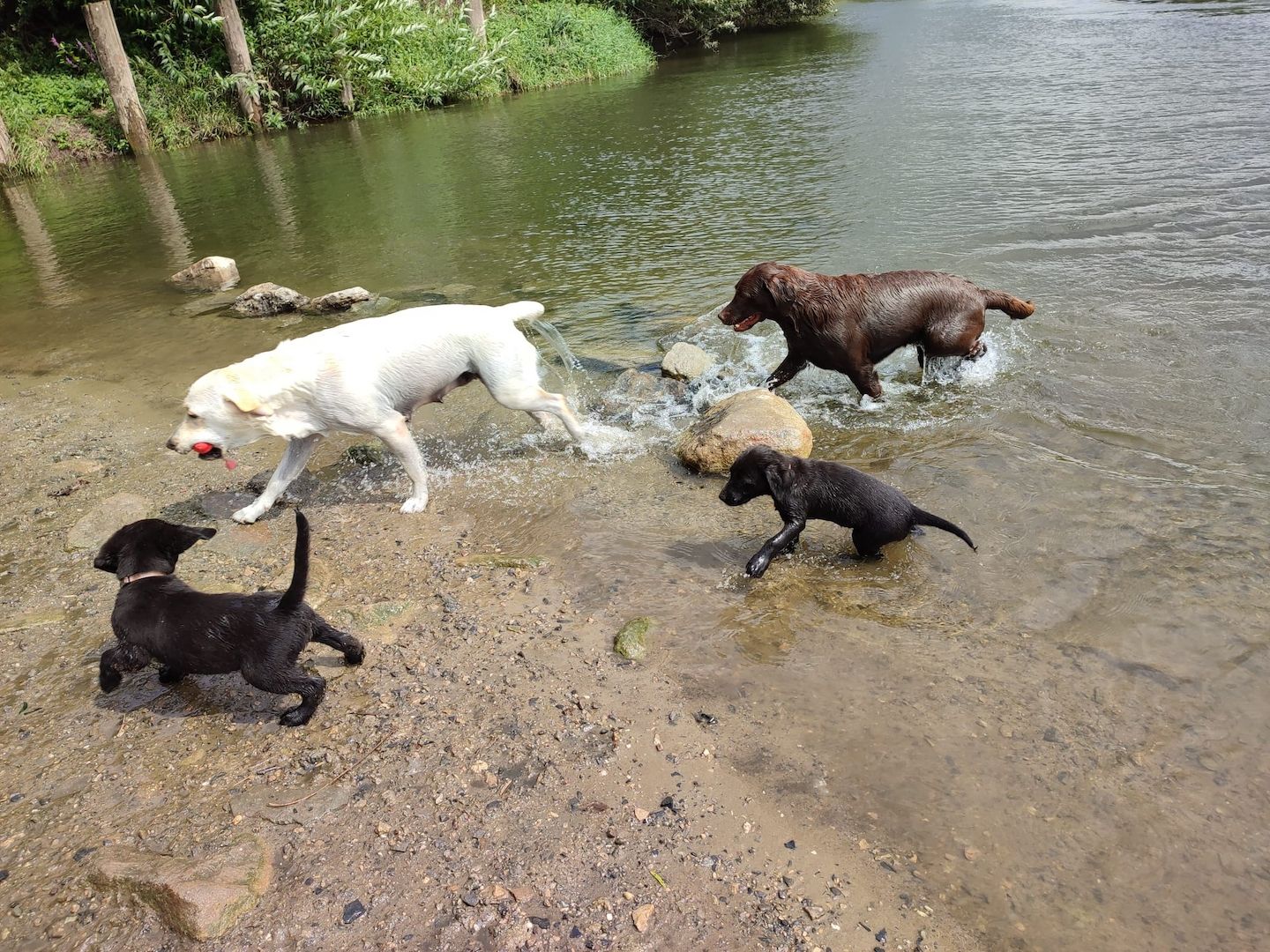 1 Rüde und 1 Weibchen suchen noch ein liebevolles zuhause