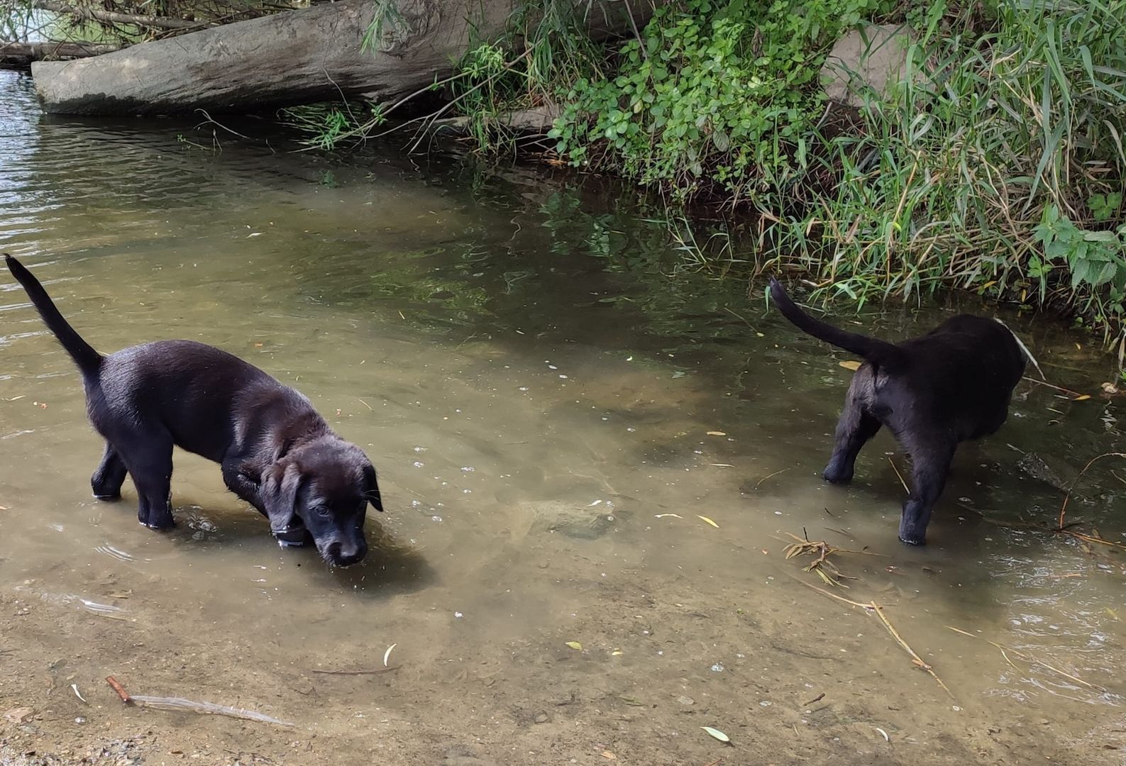 1 Rüde und 1 Weibchen suchen noch ein liebevolles zuhause