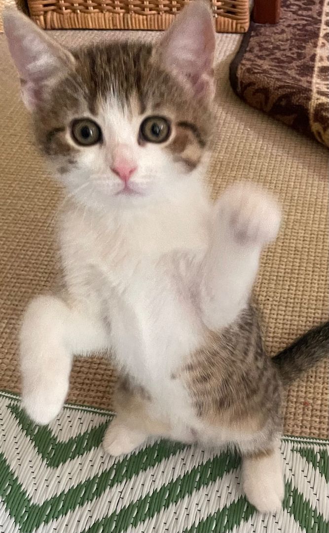 Drei Kätzchen und ihre Katzenmama in liebevolle Hände abzugeben