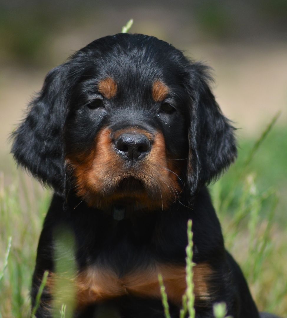 Gordon Setter Welpen