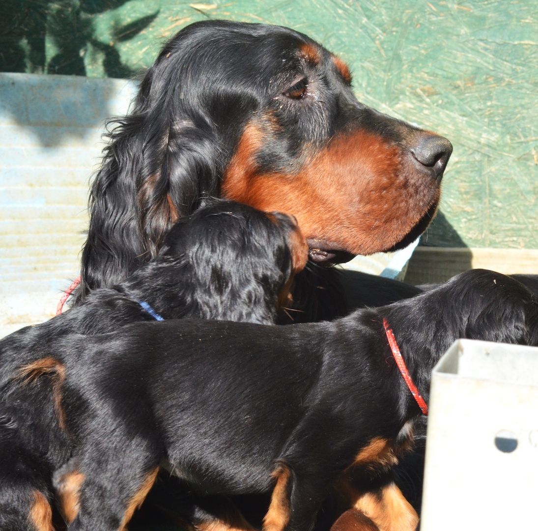 Gordon Setter Welpen