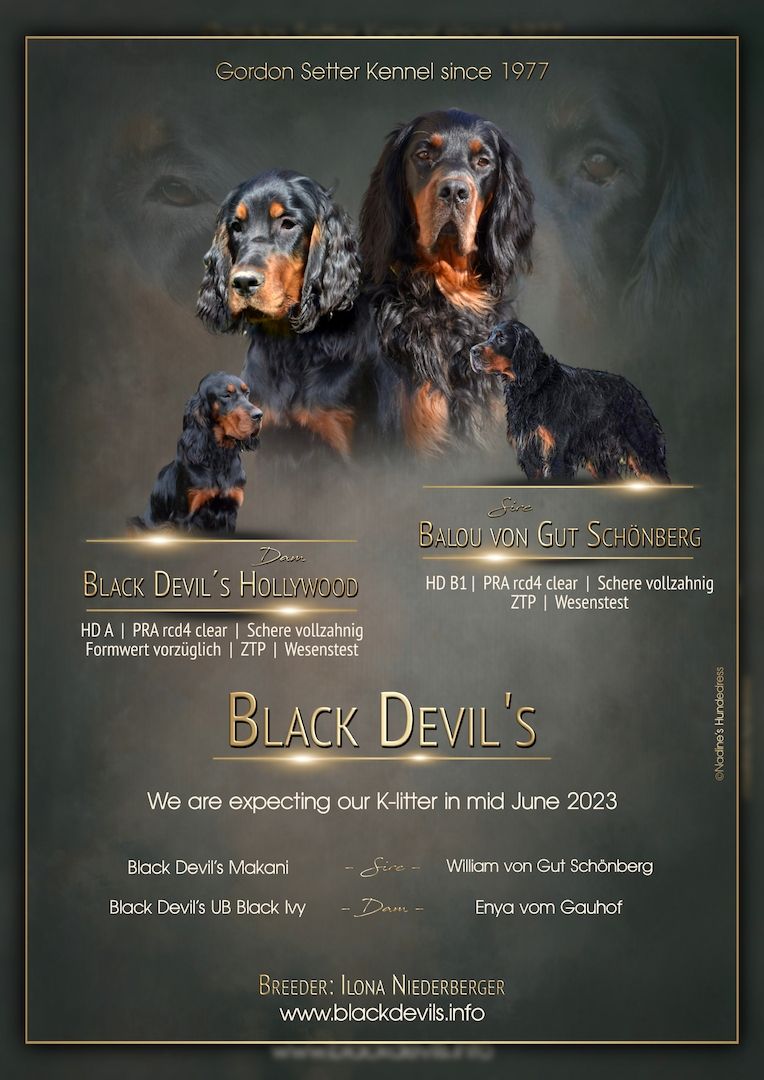 Gordon Setter Welpen