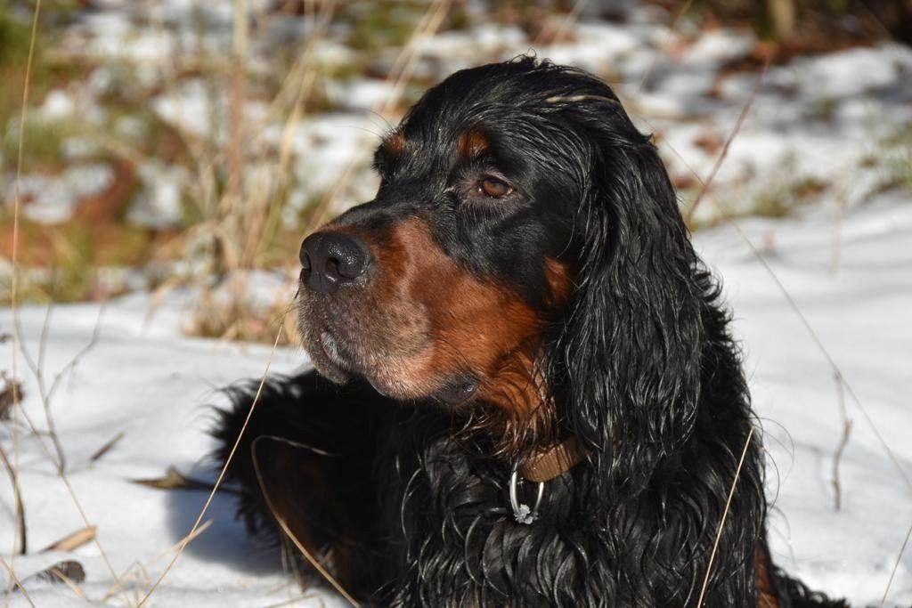 Gordon Setter Welpen