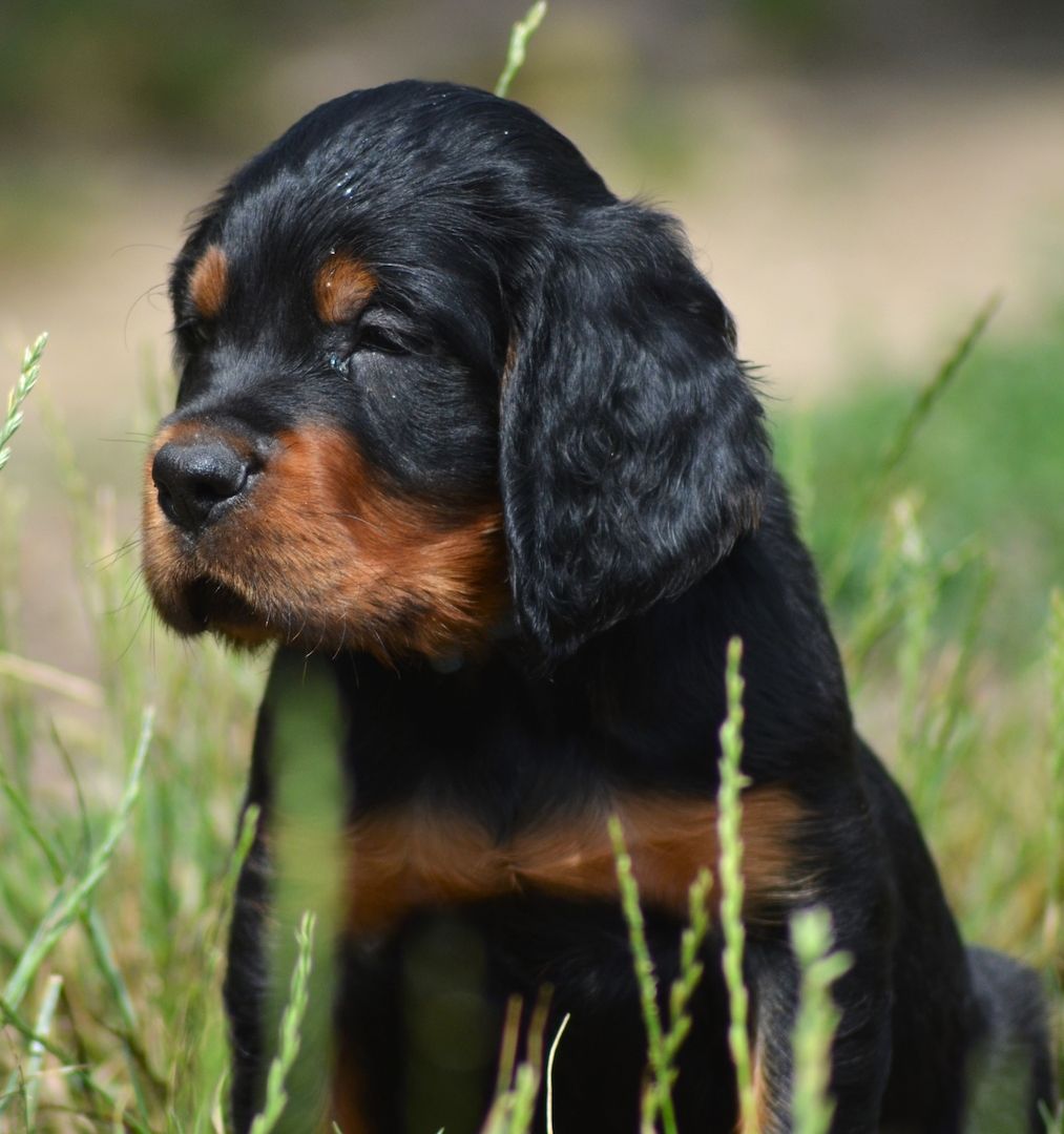 Gordon Setter Welpen