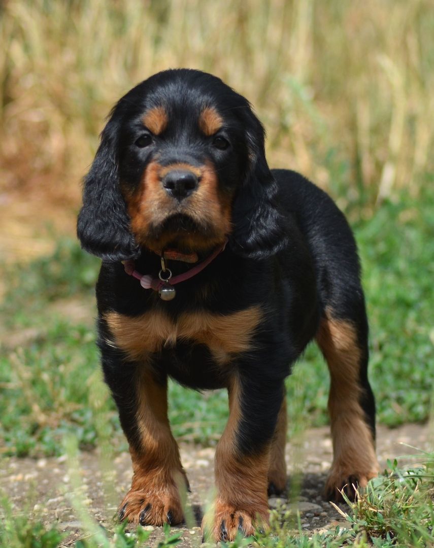 Gordon Setter Welpen