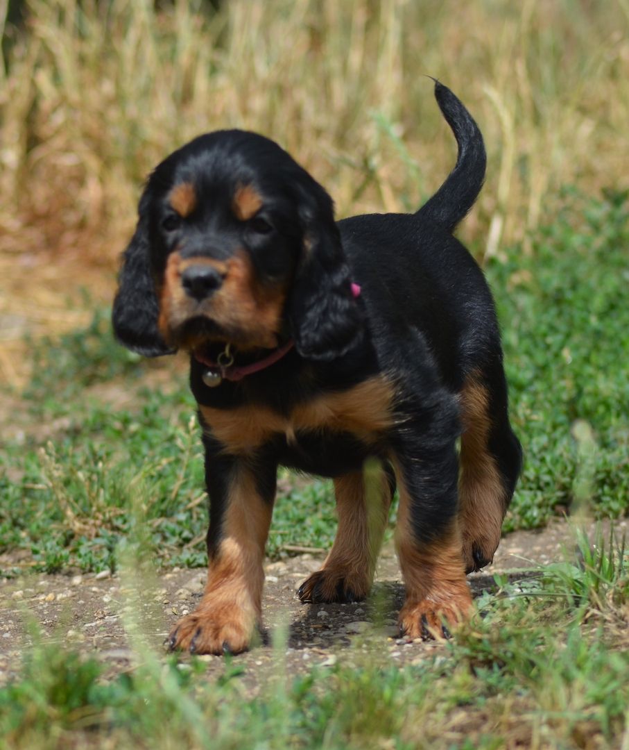Gordon Setter Welpen