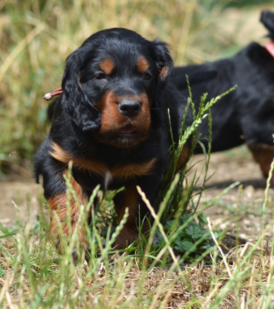 Gordon Setter Welpen