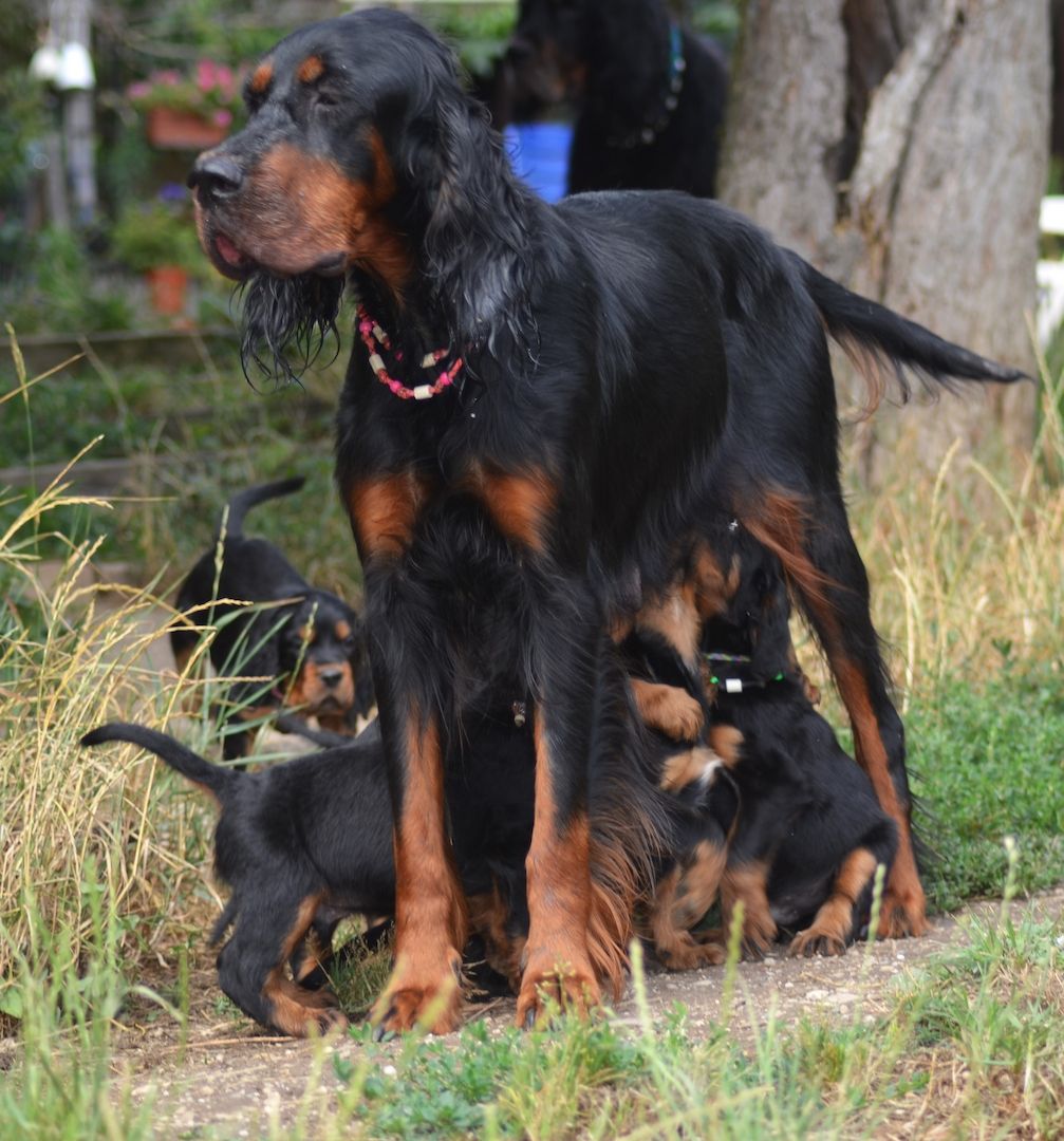 Gordon Setter Welpen