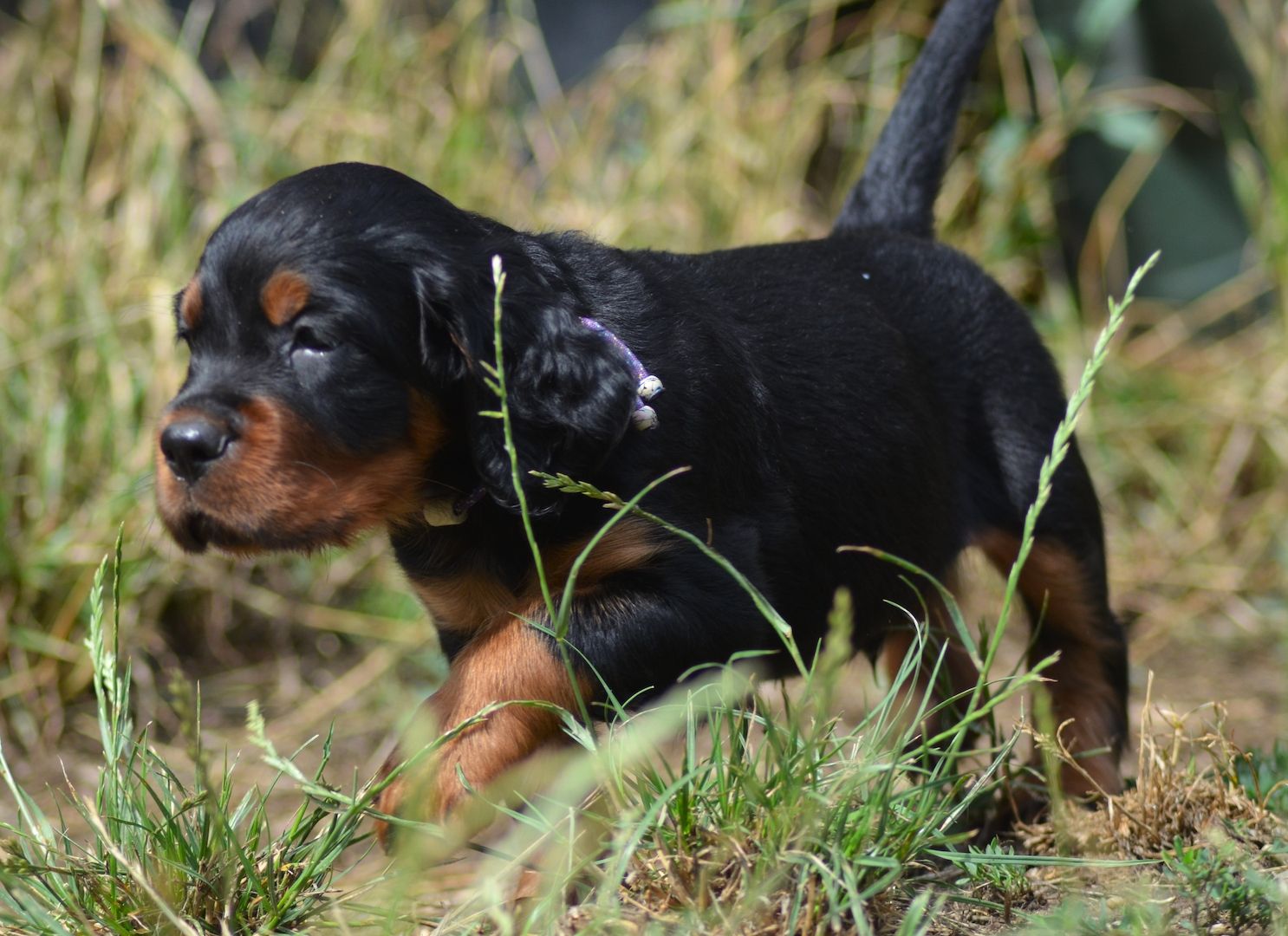 Gordon Setter Welpen