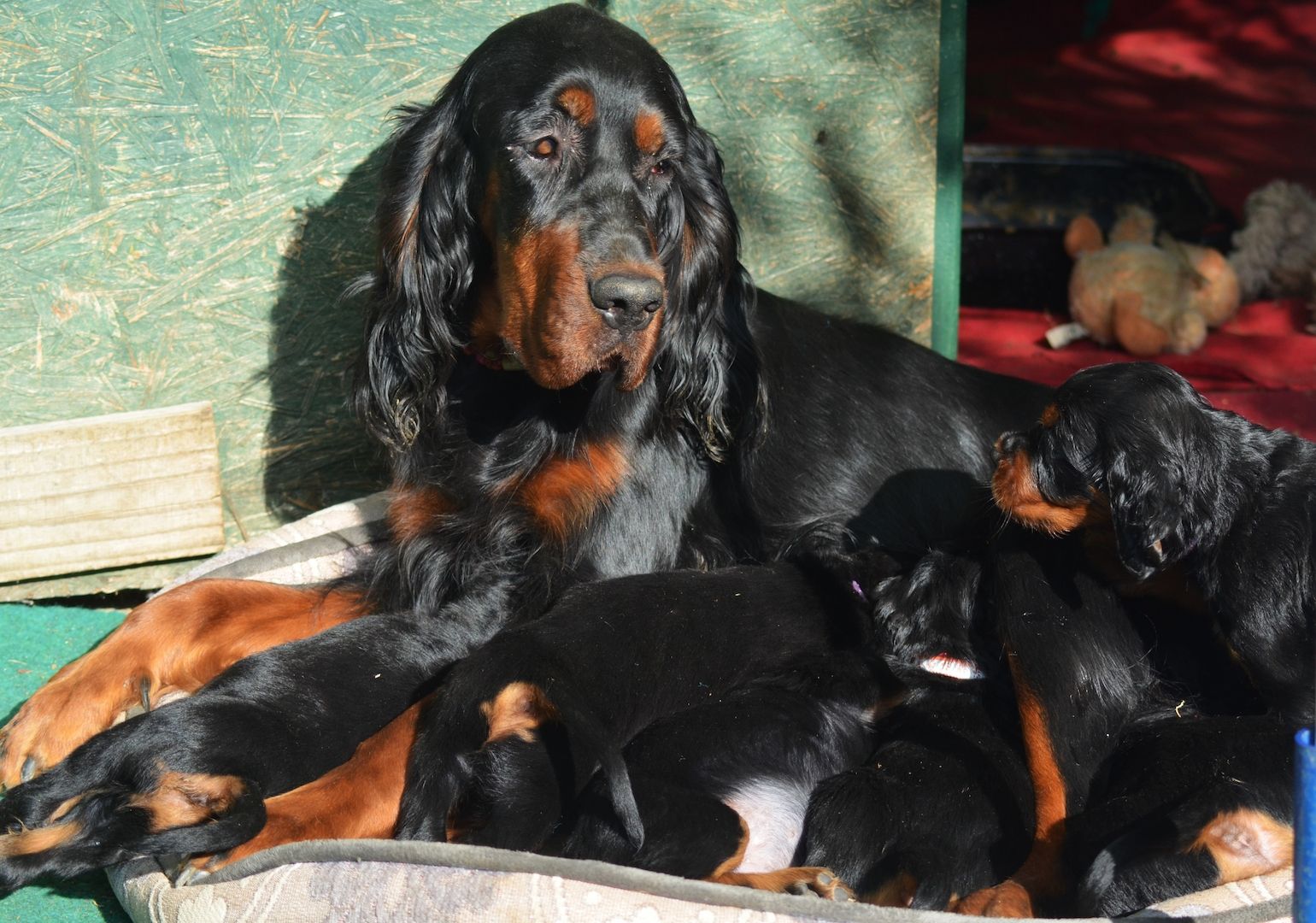 Gordon Setter Welpen