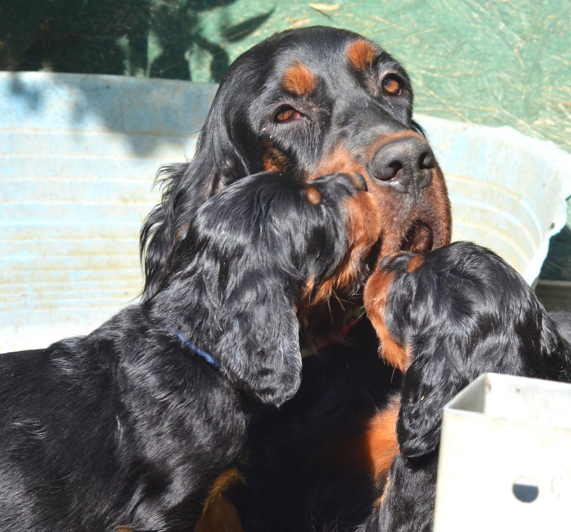 Gordon Setter Welpen