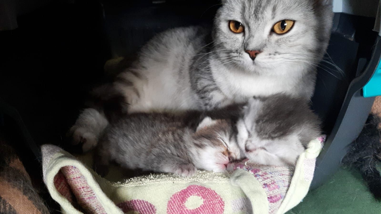 BKH Kitten 03.04.23 männlich + weiblich BKH Kitten 03.04.23 männlich + weiblich