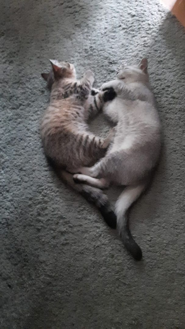 BKH Kitten 03.04.23 männlich + weiblich BKH Kitten 03.04.23 männlich + weiblich