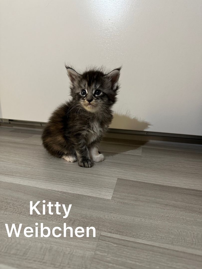 Maine Coon Kitten