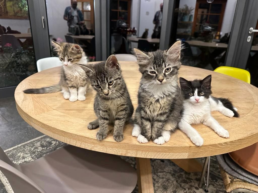 Sibirische Waldkatzen Mix*Kitten