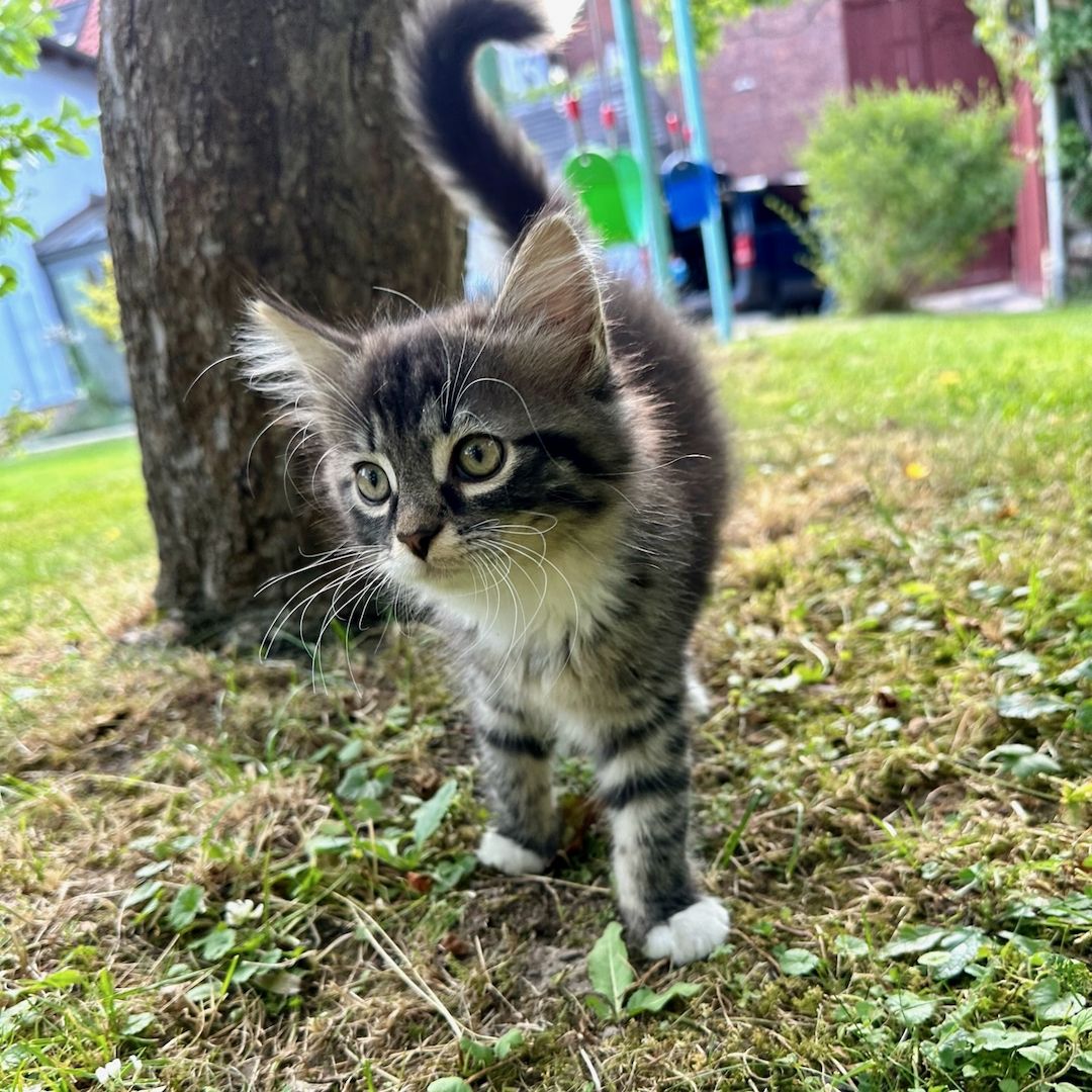 Sibirische Waldkatzen Mix*Kitten