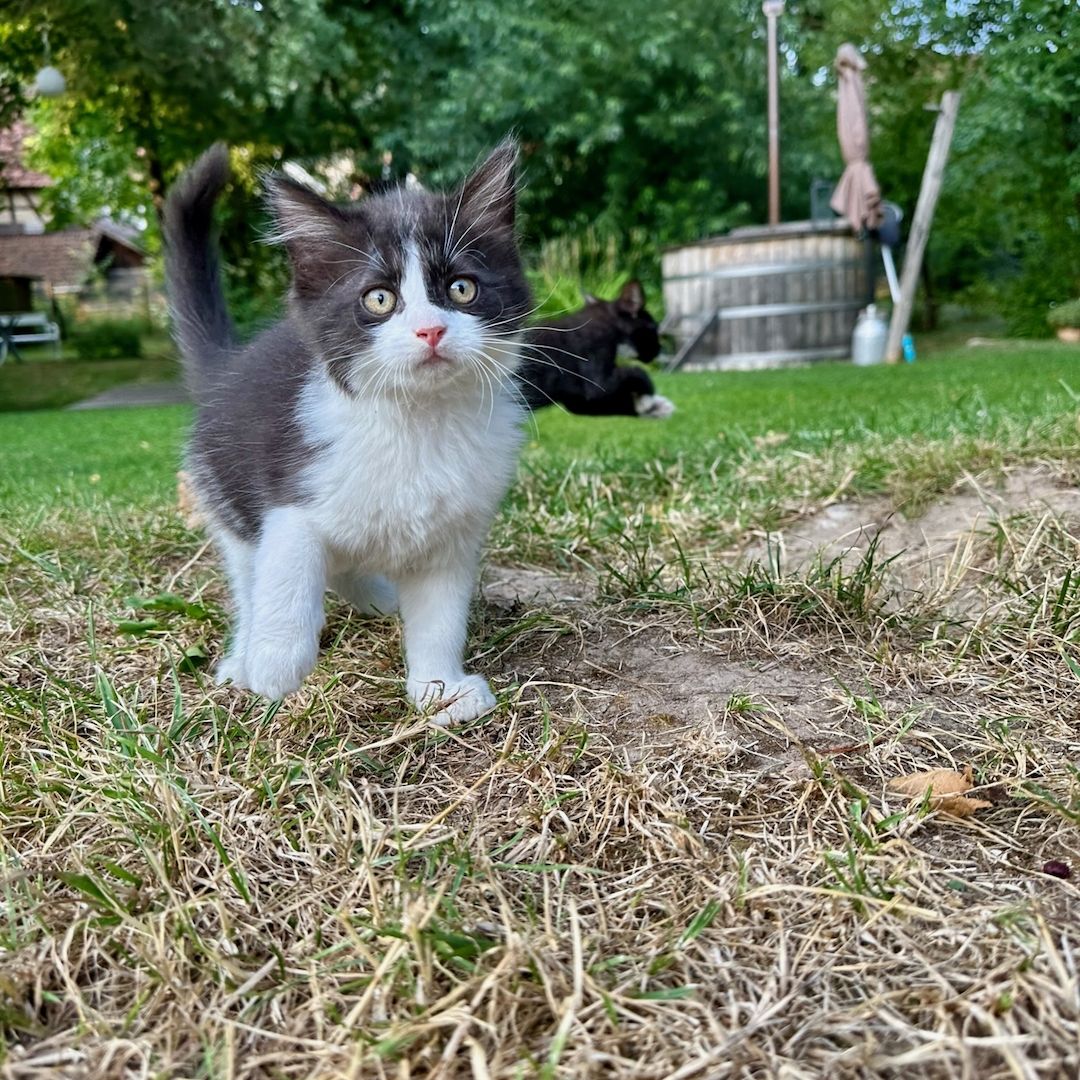 Sibirische Waldkatzen Mix*Kitten