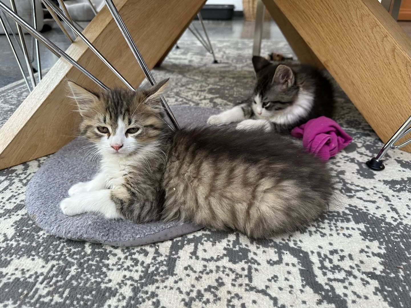 Sibirische Waldkatzen Mix*Kitten