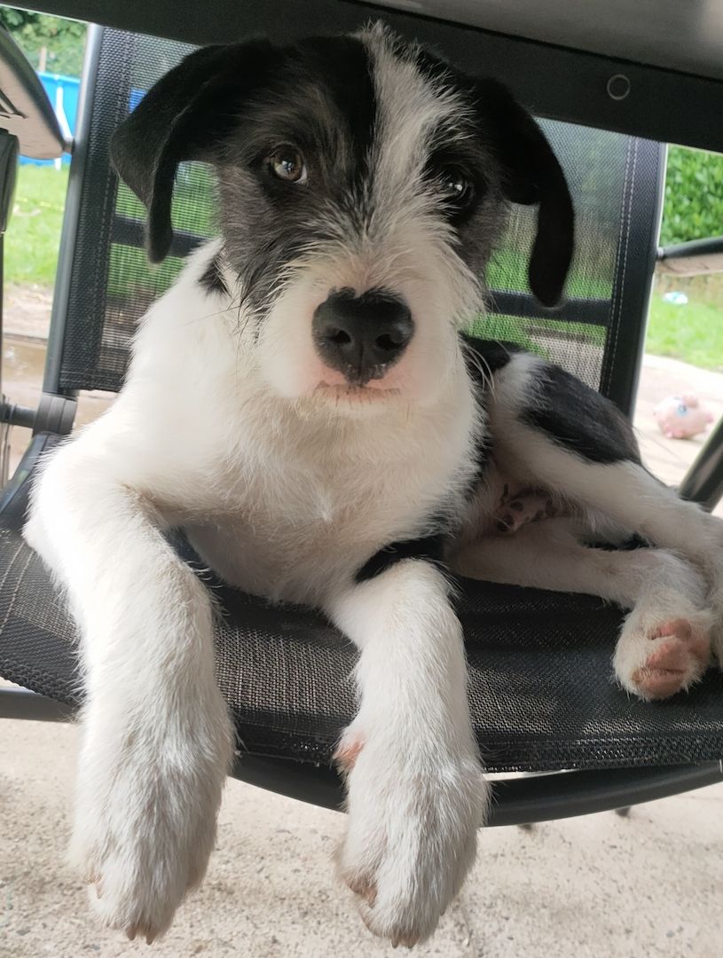 Mischlingswelpen Mischlingswelpen