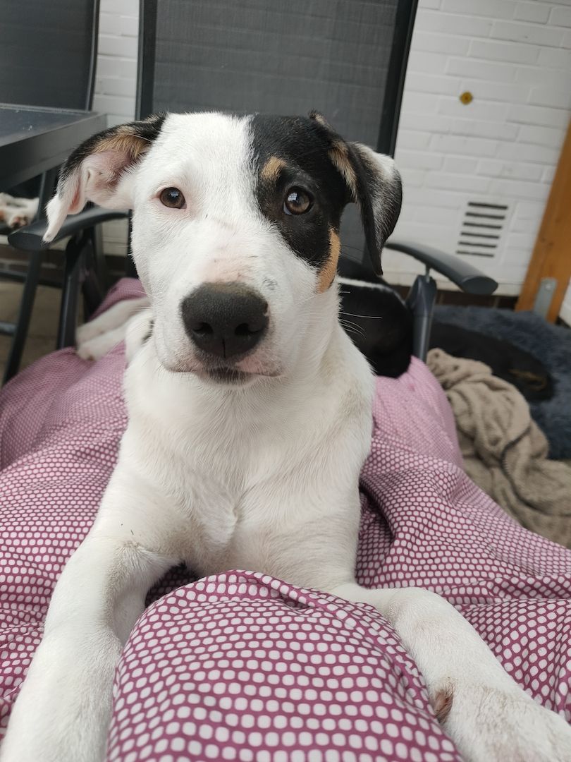 Mischlingswelpen Mischlingswelpen