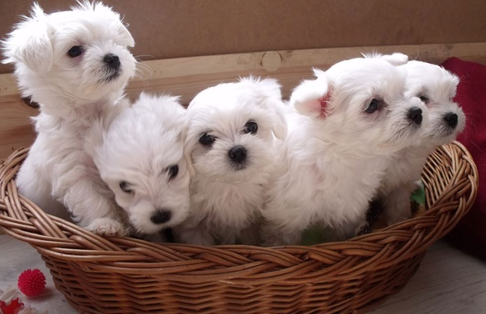 Schön Malteser Welpen zum verkauf