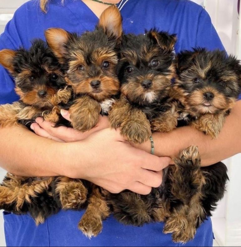 Yorkshire Terrier Welpen Bereit
